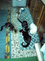 Cães