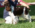 Cães