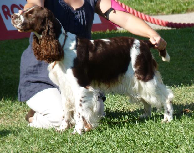 English Springer Spaniel