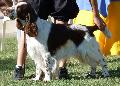 English Springer Spaniel