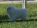 Bichon Bolonhês