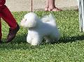 Bichon Frisé