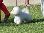 Cães