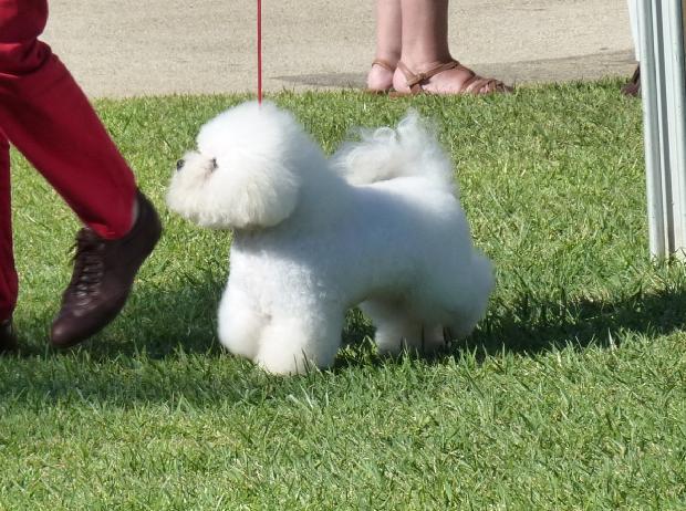 Bichon Frisé