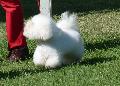 Bichon Frisé