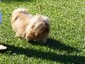 Bichon Havanês
