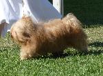 Cães