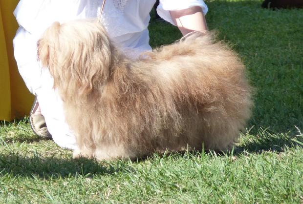 Bichon Havanês