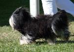 Cães