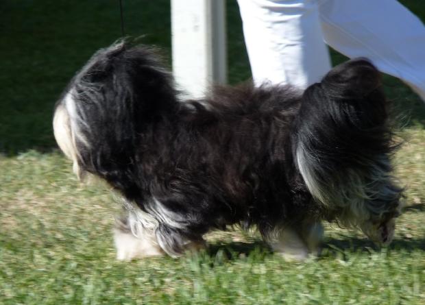 Bichon Havanês