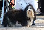Cães