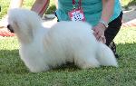 Cães