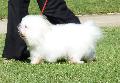 Coton de Tuléar