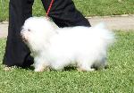 Cães