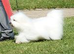 Cães