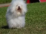 Cães