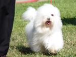 Cães