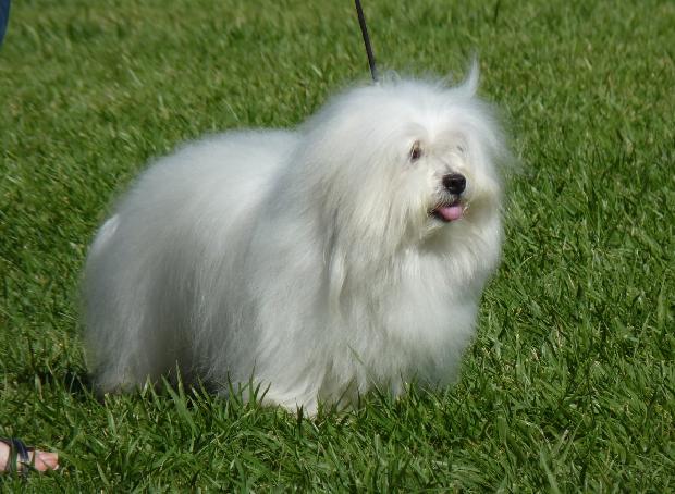 Coton de Tuléar