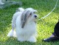 Pequeno Cão Leão