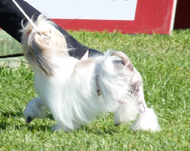 Pequeno Cão Leão