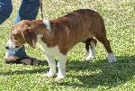 Cães