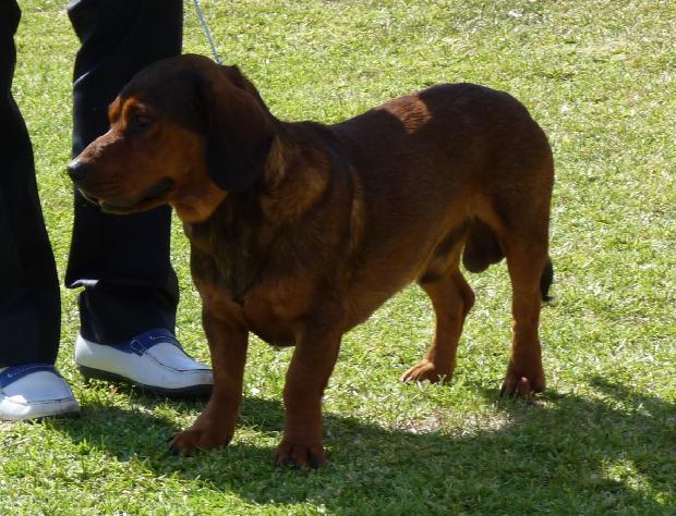 Alpenländische Dachsbracke