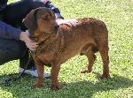 Cães