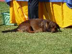 Cães