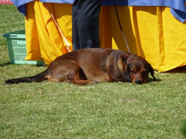 Alpenländische Dachsbracke