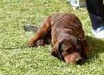 Cães
