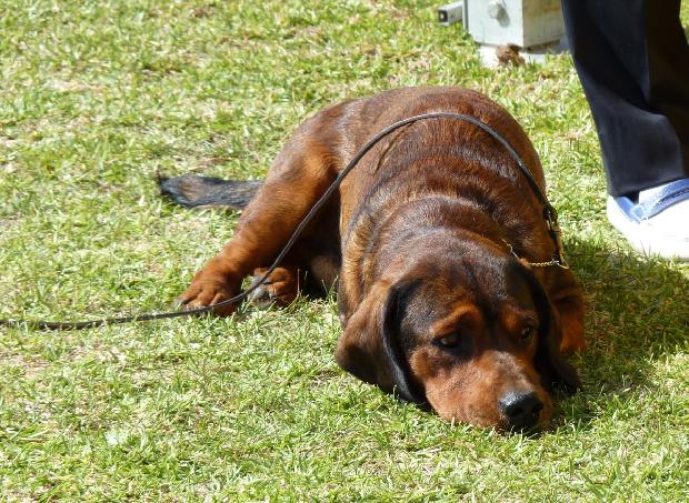 Alpenländische Dachsbracke