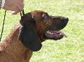 Bayrischer Gebirgsschweisshund