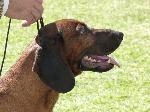 Cães