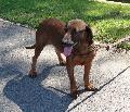 Bayrischer Gebirgsschweisshund
