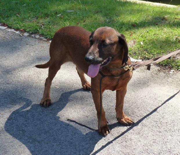 Bayrischer Gebirgsschweisshund