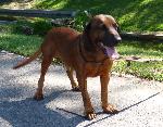 Bayrischer Gebirgsschweisshund