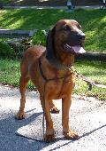 Bayrischer Gebirgsschweisshund