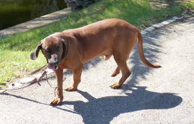 Bayrischer Gebirgsschweisshund