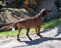 Bayrischer Gebirgsschweisshund