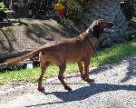 Cães