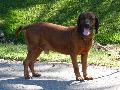 Bayrischer Gebirgsschweisshund