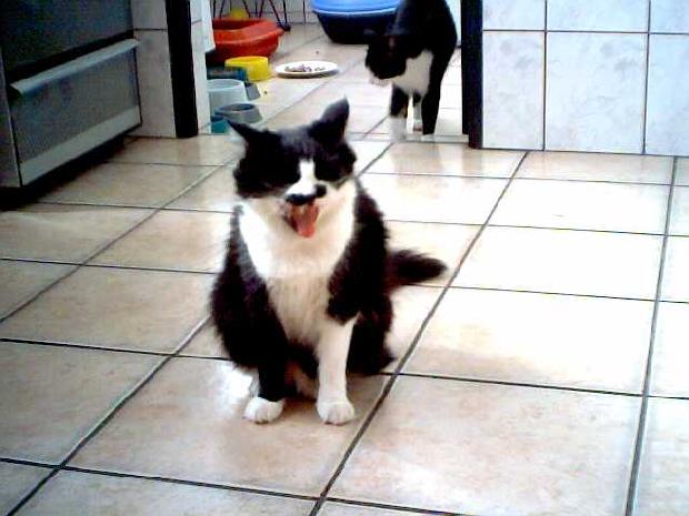 Gato