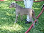 Cães
