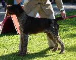 Cães