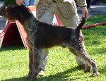Cães