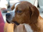 Cães