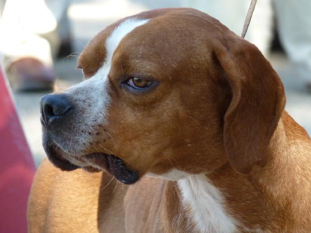 Perdigueiro Português