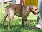 Cães