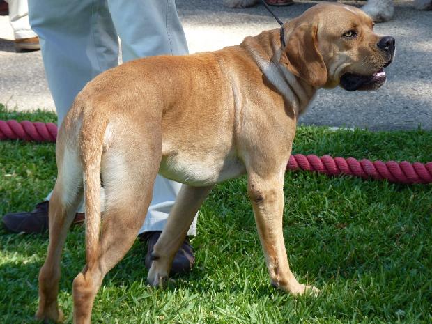 Perdigueiro Português