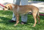 Cães